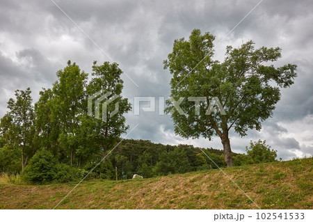 Tree on a hill landscape with clouds 102541533