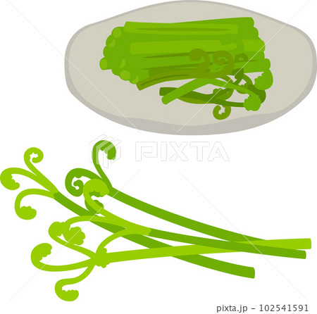 あく抜きしたワラビ あく抜きしたワラビ 102541591