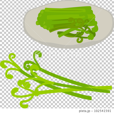 あく抜きしたワラビ あく抜きしたワラビ 102541591