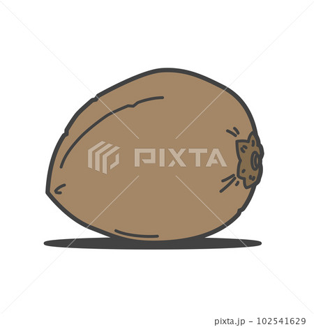 木から落ちたココナッツ、パームツリー・ヤシの実　外皮つき 102541629