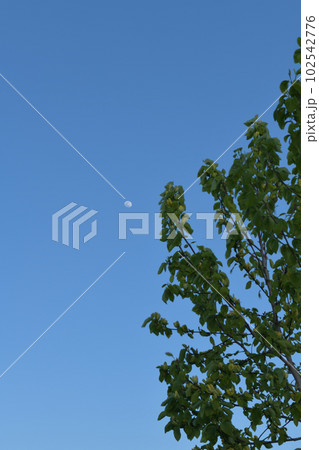 北杜市白州町、八十八夜の夕空に月齢11.9の月と黄木蓮 102542776