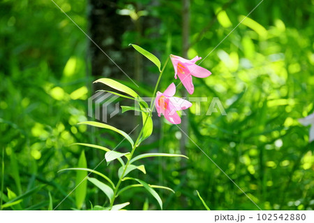 初夏の花　ヒメサユリ 102542880