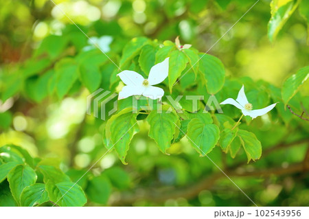 初夏の花　ヤマボウシ 102543956