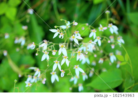 初夏の花 ユキノシタ 初夏の花 ユキノシタ 102543963