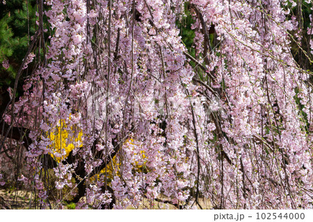 輝く花びら 輝く花びら 102544000