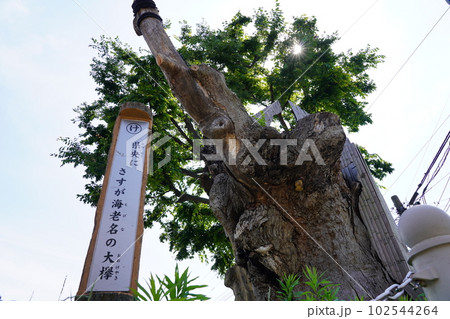 海老名の大欅 ~海老名市国分南~ 海老名の大欅 ~海老名市国分南~ 102544264