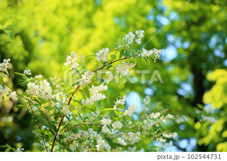 初夏の花　サラサウツギ 102544731