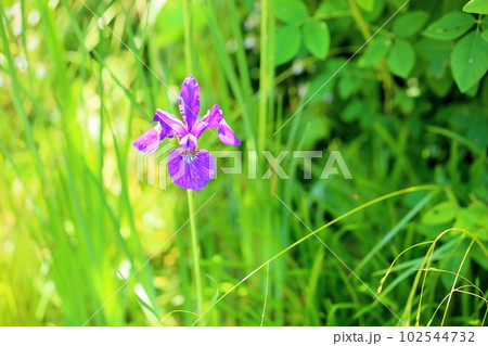 初夏の花　アヤメ 102544732