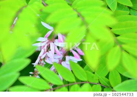 初夏の花　ニワフジ 102544733