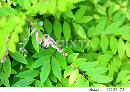 初夏の花　ニワフジ 102544734