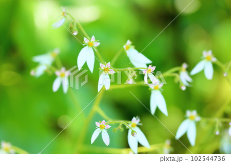 初夏の花　ユキノシタ 102544736