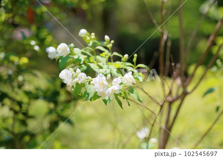 初夏の花　バイカウツギ 102545697