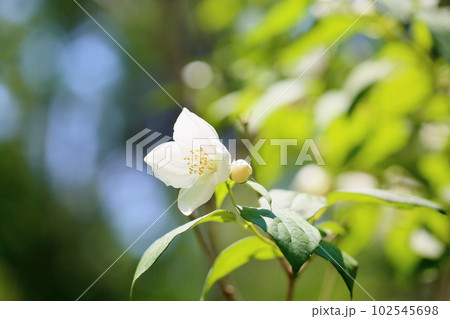 初夏の花　バイカウツギ 102545698