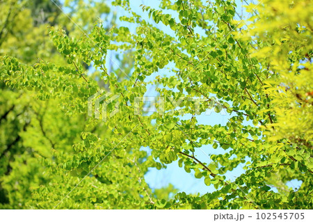 初夏の輝　カツラの葉 102545705