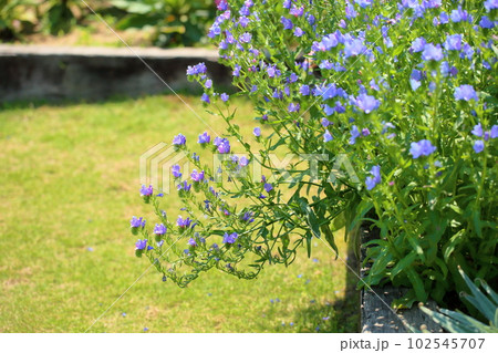 初夏の花 エキウム ブルガレ 初夏の花 エキウム ブルガレ 102545707