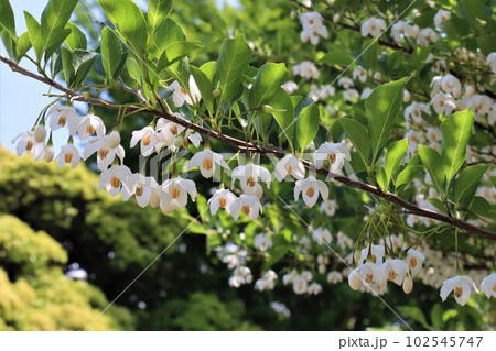 エゴノキの花(山手イタリア山庭園) エゴノキの花(山手イタリア山庭園) 102545747