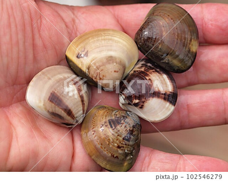 手の平に載せたハマグリ 手の平に載せたハマグリ 102546279