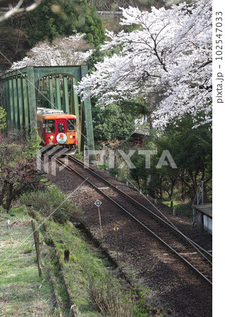 ローカル線の電車とさくらと鉄橋と線路 102547033