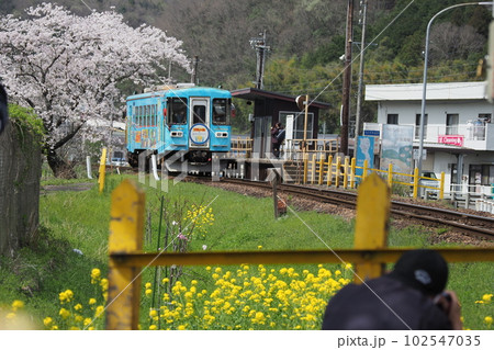 春らんまんのローカル線の電車と桜 102547035
