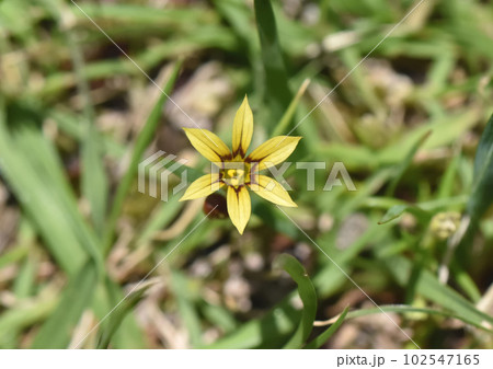 キバナニワゼキショウ（黄花庭石菖）1 102547165