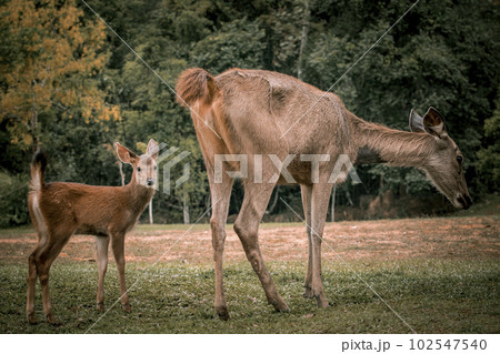 A baby sambar deer and its mother are standing in a field at Khao Yai National Park in Thailand. 102547540