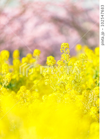 菜の花と桜｜縦構図 102547683