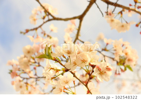 桜　葉桜　淡桃色の花　夕方 102548322