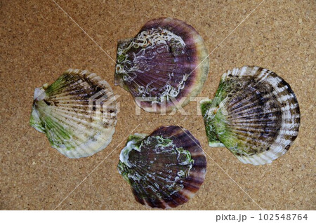 東北北海道に多く漁獲される二枚貝網翼形亜網ホタテ貝9 東北北海道に多く漁獲される二枚貝網翼形亜網ホタテ貝9 102548764