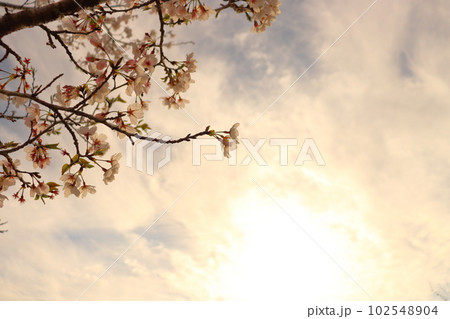 桜　葉桜　空　雲　夕焼け　夕日 102548904