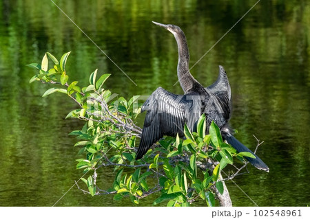 Anhinga - Anhinga anhinga - perched above wetlands of Green Cay Nature Center. Anhinga - Anhinga anhinga - perched above wetlands of Green Cay Nature Center. 102548961