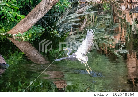 Tricolored Heron - Egretta tricolor - looking for food Green Cay Nature Center. Tricolored Heron - Egretta tricolor - looking for food Green Cay Nature Center. 102548964