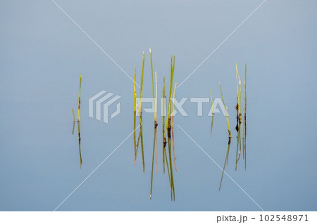 Reeds in soft morning light reflected in calm water of Florida wetlands. Reeds in soft morning light reflected in calm water of Florida wetlands. 102548971