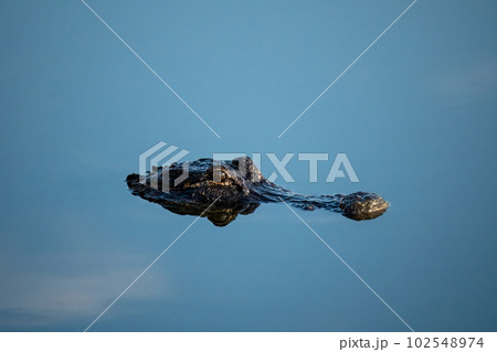 Eyes and snout American Alligator - Alligator mississippiensis - in calm water. Eyes and snout American Alligator - Alligator mississippiensis - in calm water. 102548974