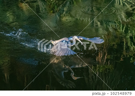 Tricolored Heron - Egretta tricolor - looking for food Green Cay Nature Center. Tricolored Heron - Egretta tricolor - looking for food Green Cay Nature Center. 102548979