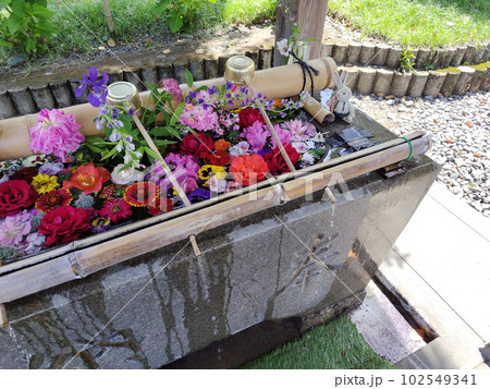 静岡県 藤枝市 前島神社の綺麗な花手水 写真 102549341