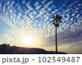 ヤシの木と不思議な空 102549487