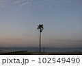 ヤシの木と夕暮れ 102549490