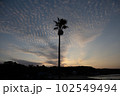 ヤシの木と夕暮れ 102549494