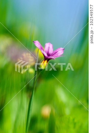 庭石菖 (にわぜきしょう) 庭石菖 (にわぜきしょう) 102549577