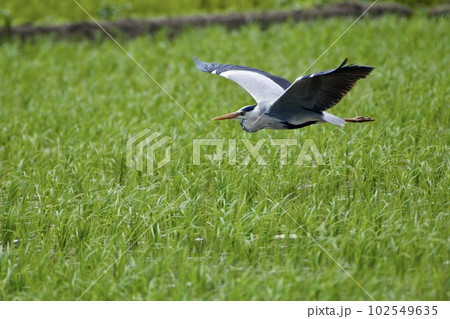 青鷺 heron / Japan 102549635