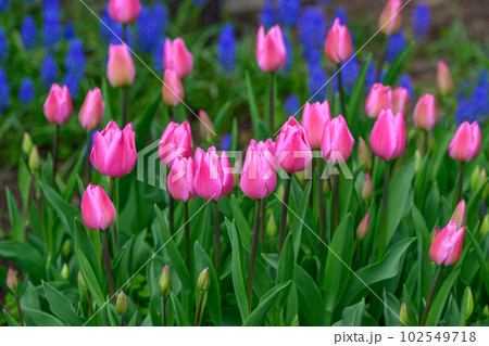 チューリップ・クリスマスドリーム_9062 チューリップ・クリスマスドリーム_9062 102549718