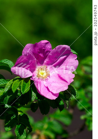 浜茄子(はまなす) 102549743