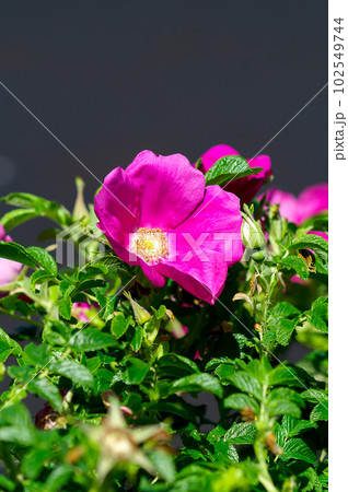 浜茄子(はまなす) 102549744