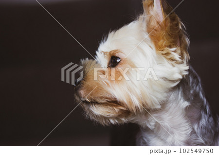 Close-up portrait of Yorkshire Terrier. Cute little dog, doggy, puppy hairy brown muzzle face close up looking into a distance. Dog theme wallpaper, background. Domestic animal, lovely pet macro photo 102549750