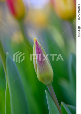 チューリップ・ワシントン_7768 102549804