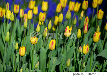 チューリップ・ワシントン_7857 チューリップ・ワシントン_7857 102549805