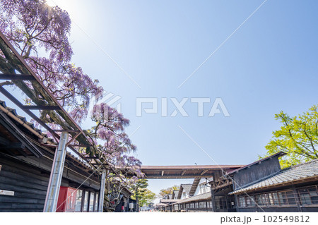山居倉庫 酒田倉庫事務所前の藤 山居倉庫 酒田倉庫事務所前の藤 102549812