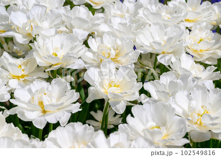 チューリップ・ポップコーン_8186 102549816