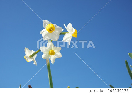 スイセンの白花【青空背景】 102550178