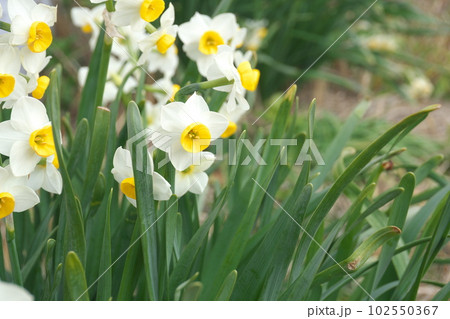 スイセンの白花【花背景】 102550367